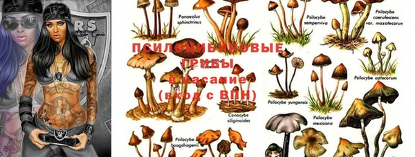a pvp Аркадак